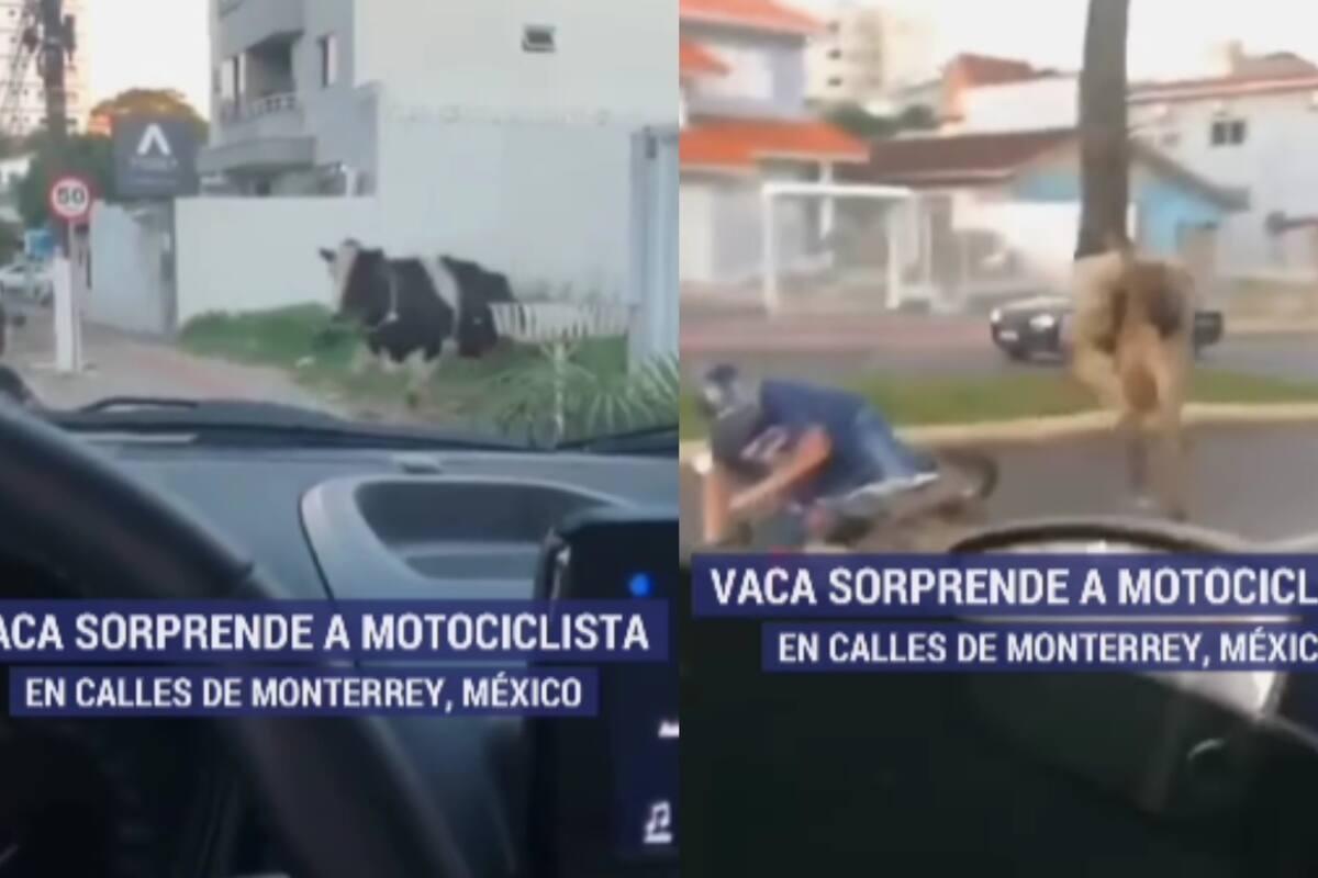 Hombre en motocicleta es noqueado por una vaca en Monterrey