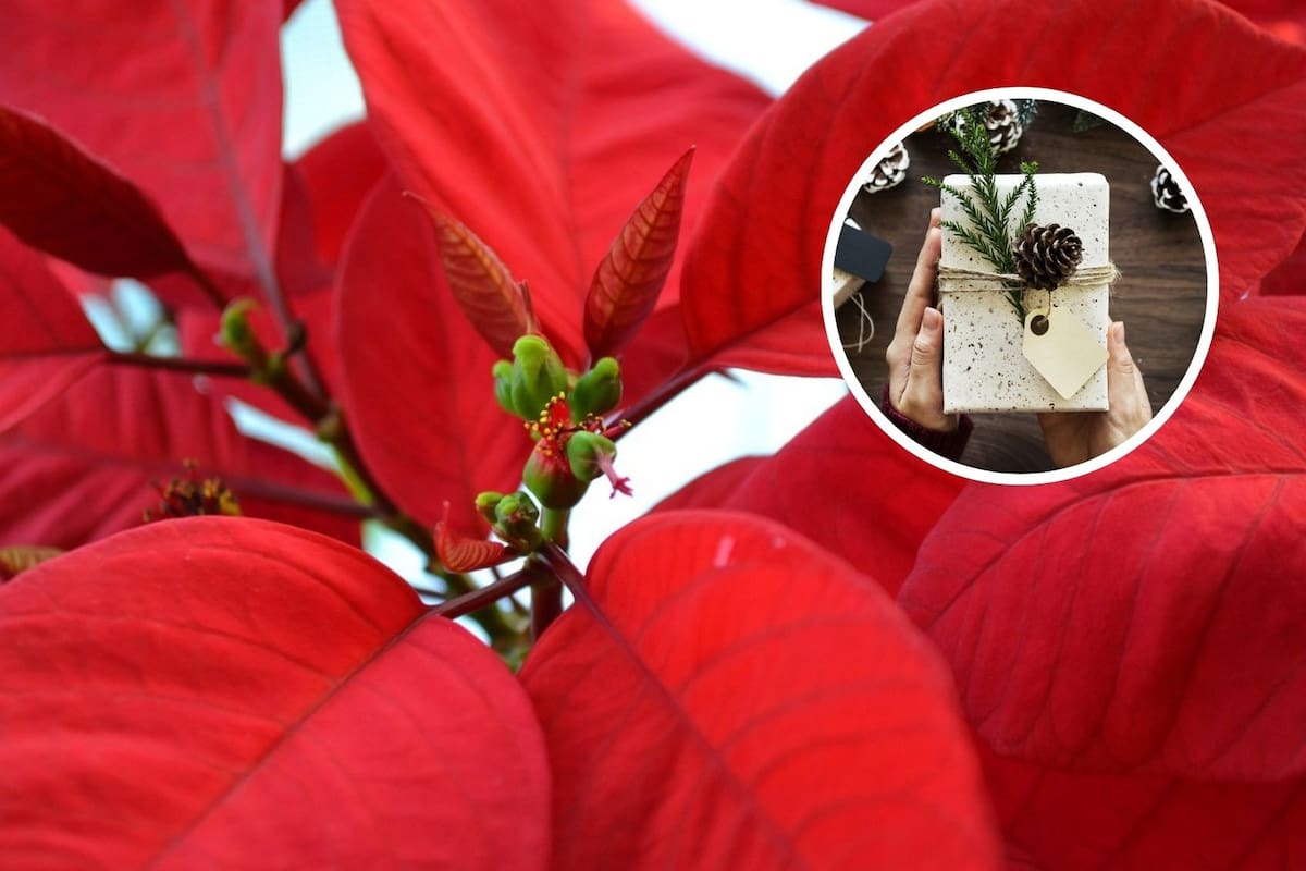 Diciembre: Curiosidades que quizás no sabías