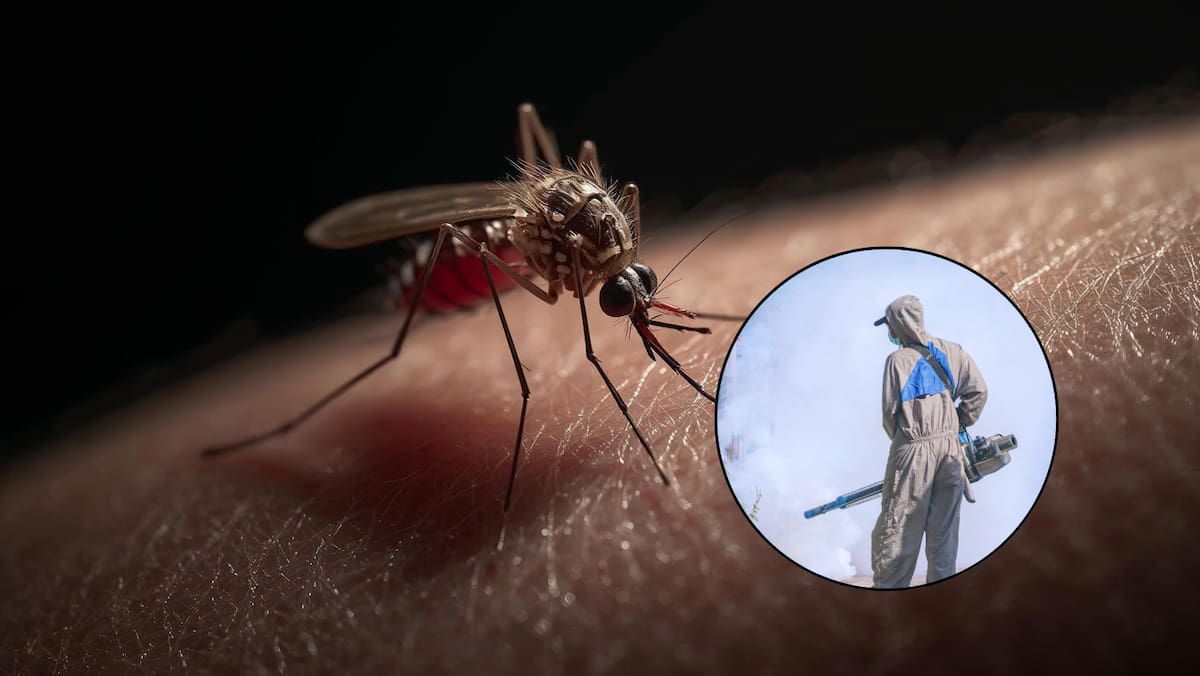 Especialistas advierten que monitorear la resistencia ayudará a mantener la eficacia de las estrategias contra el dengue.