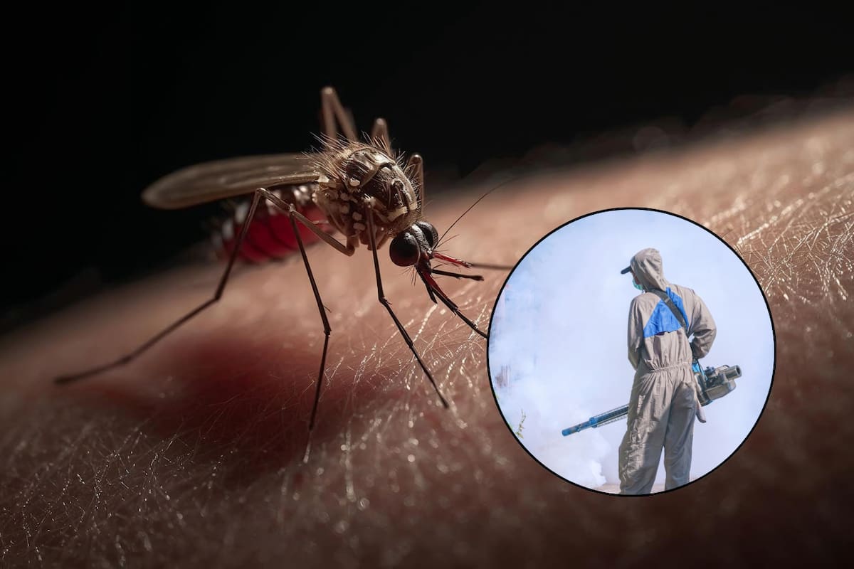Salud Sonora hace llamado urgente para eliminar criaderos de mosquitos y prevenir el dengue