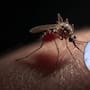 Siete de cada diez criaderos en Sonora son controlables para prevenir el dengue, asegura Universo Ortiz