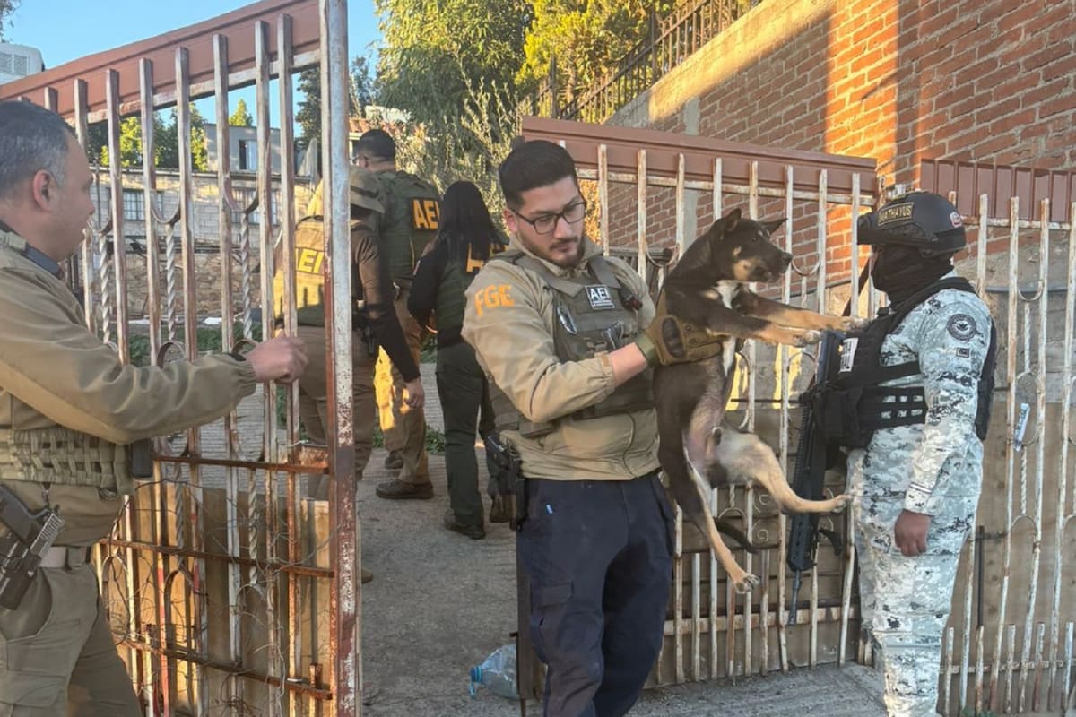 Rescatan a tres perritos abandonado en predio de Tecate