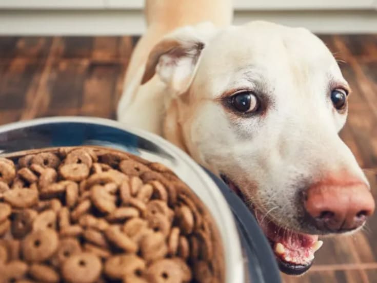 Retiran popular comida para perro en EU por riesgo de “perforación intestinal”; dueños de mascotas en alerta