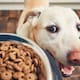 Retiran popular comida para perro en EU por riesgo de “perforación intestinal”; dueños de mascotas en alerta