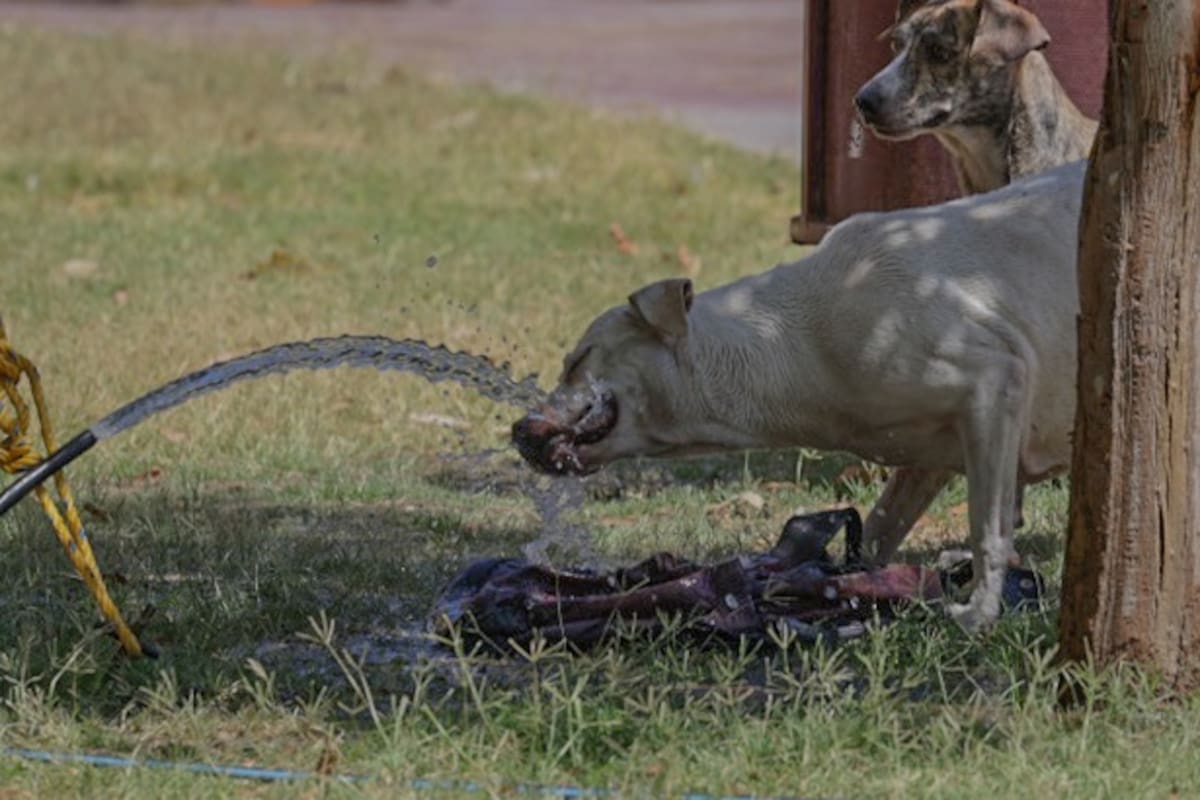 Emiten alerta ante intensa ola de calor por 5 días