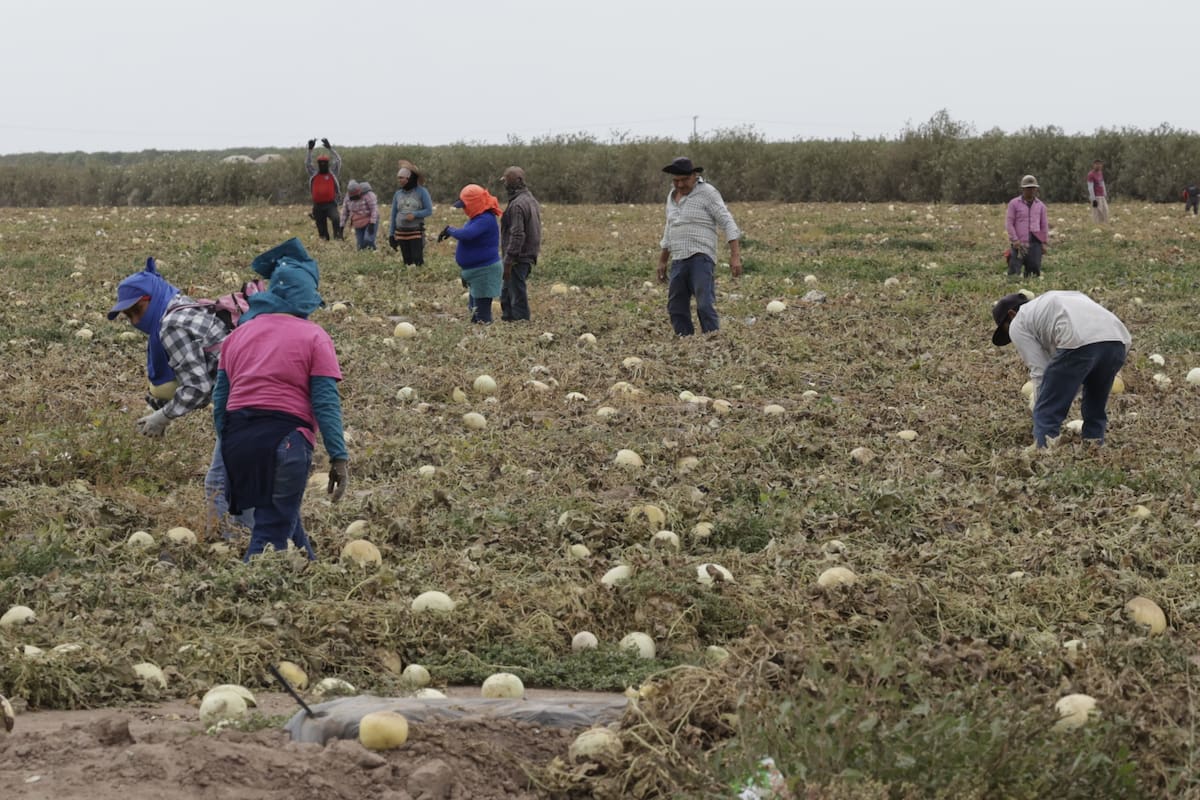 Crece la migración en ejidos del Sur de Sonora por crisis en el campo