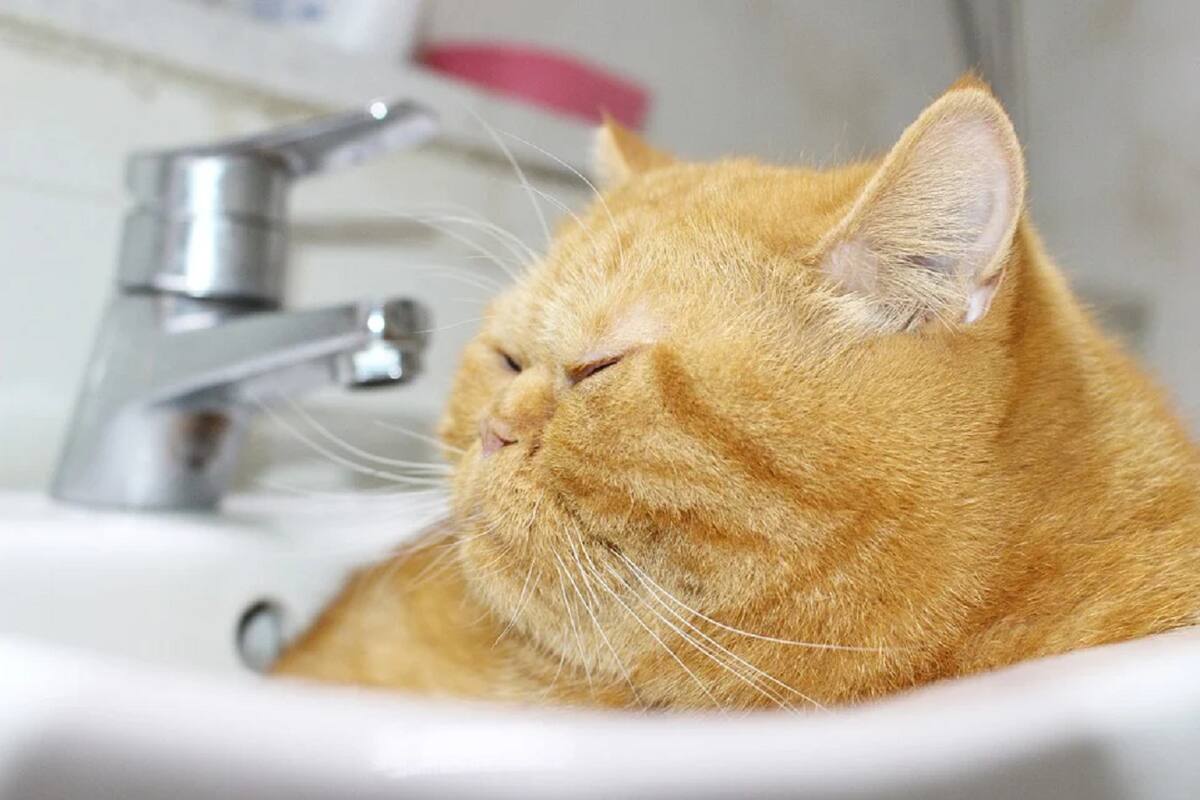 Gatito insiste en pasear en su carriola... solo que ya no cabe