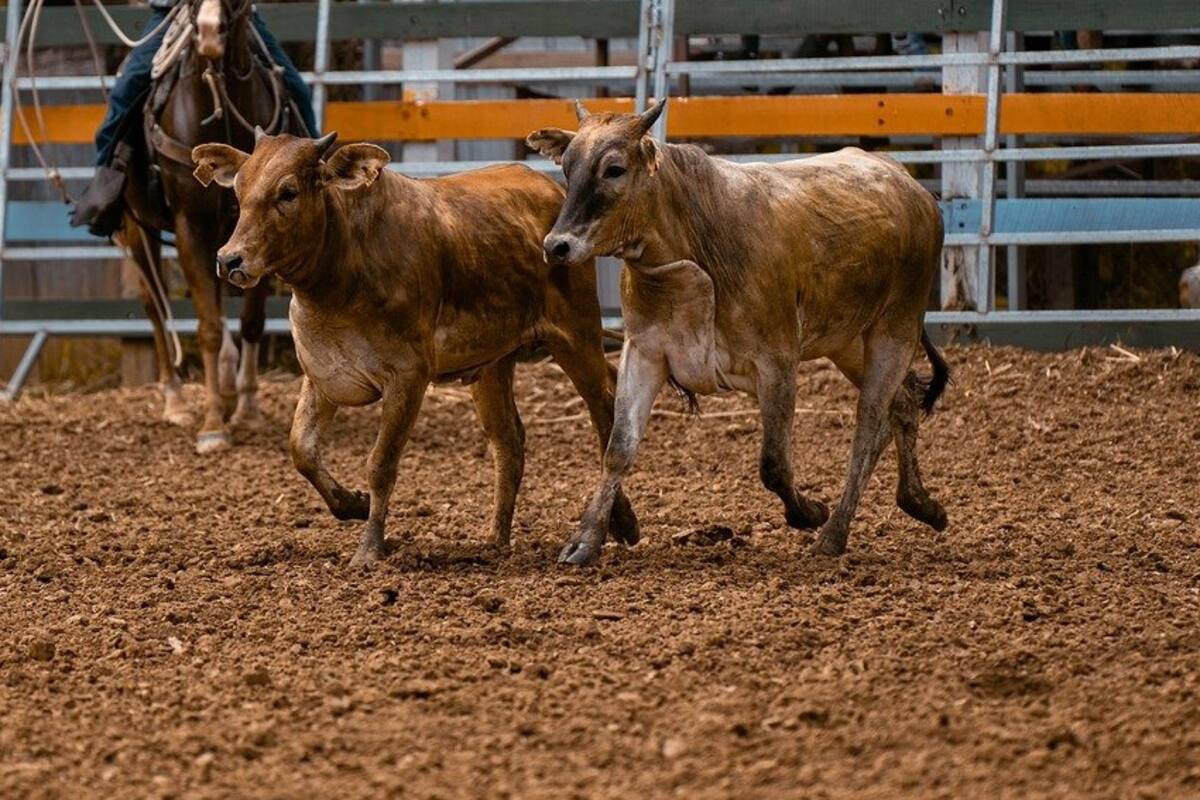 Sonora comenzará a exportar ganado a EU; Coahuila y Tamaulipas tendrán que esperar