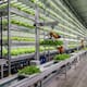 Noruega cultiva lechugas que duran hasta 12 semanas