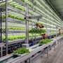 Noruega apuesta por una granja donde los robots cultivan lechugas sin tierra durante todo el año y buscan reducir las pérdidas de alimentos en los supermercados