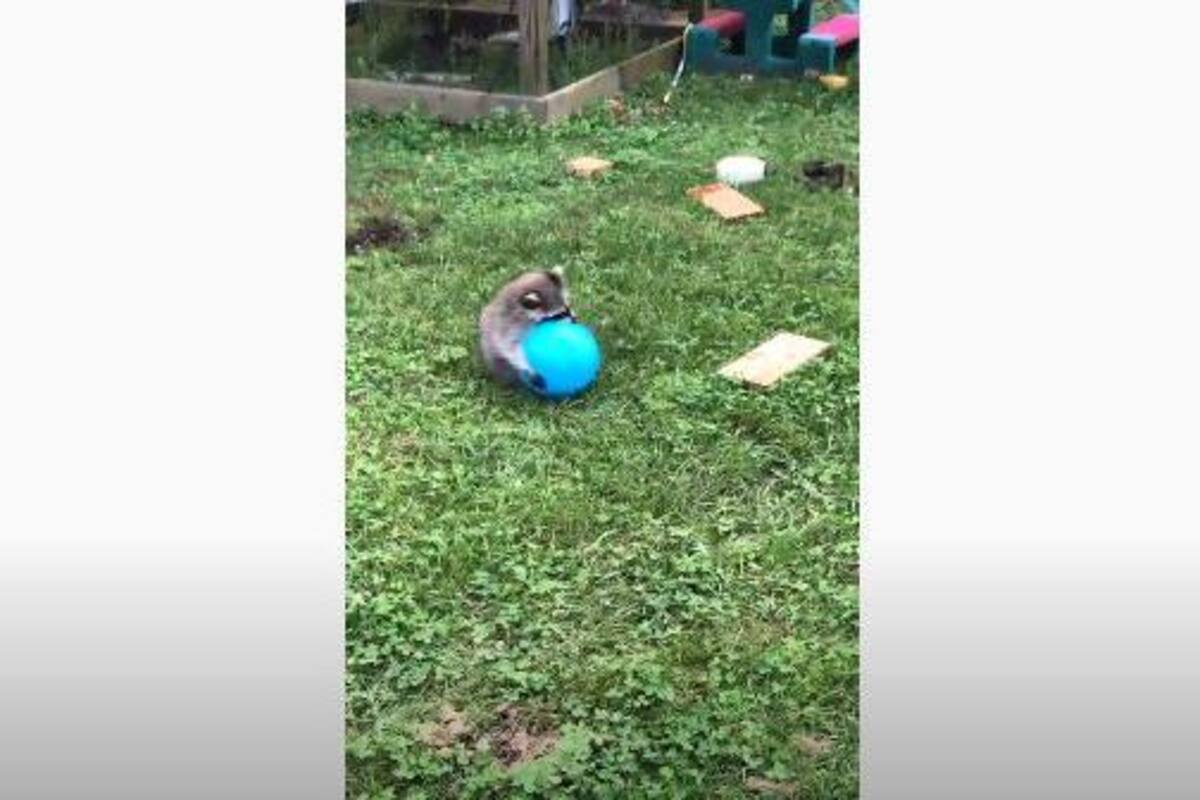 Así juega un mapache a la pelota