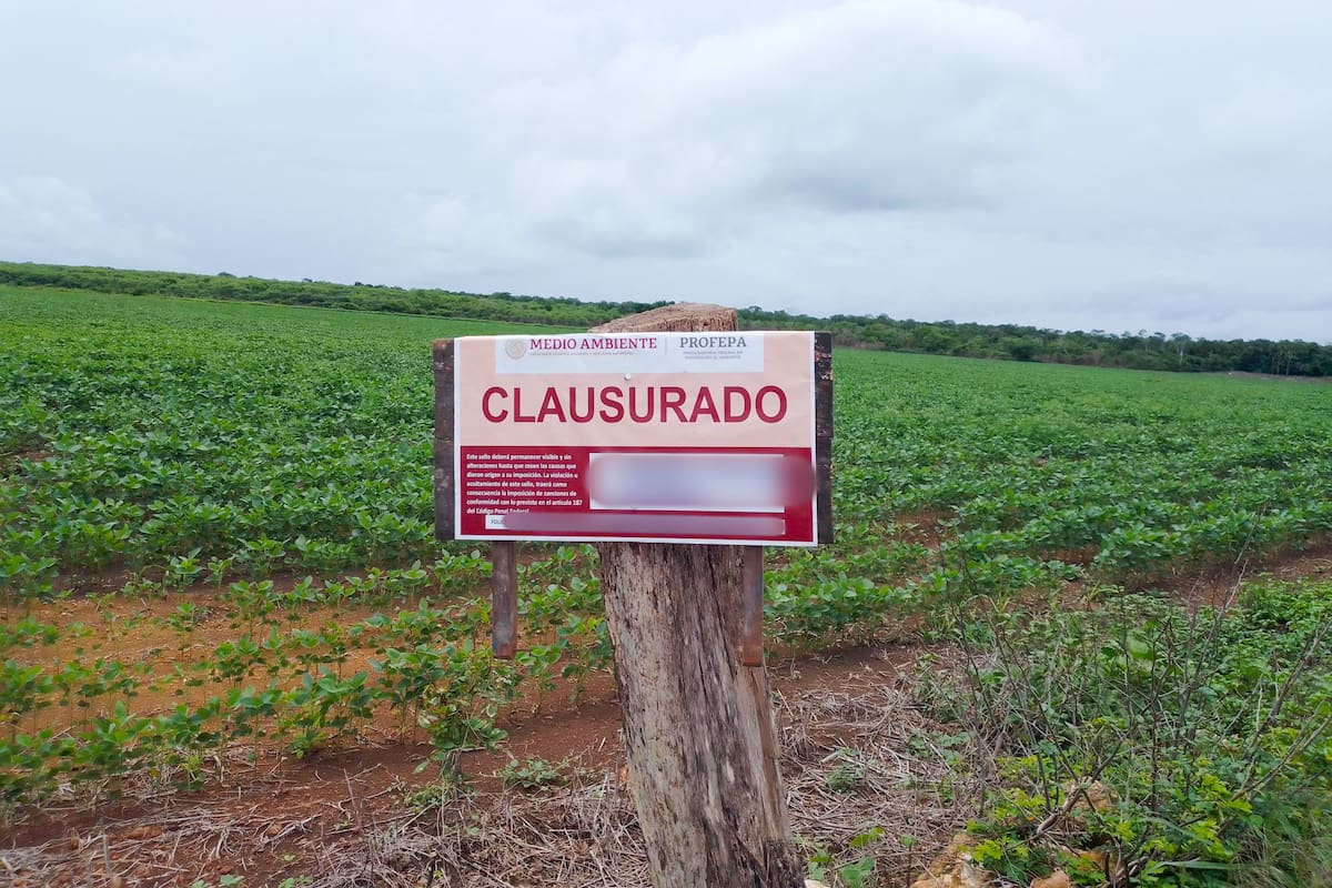 Clausura Profepa 147 hectáreas de selva devastadas por menonitas en Yucatán