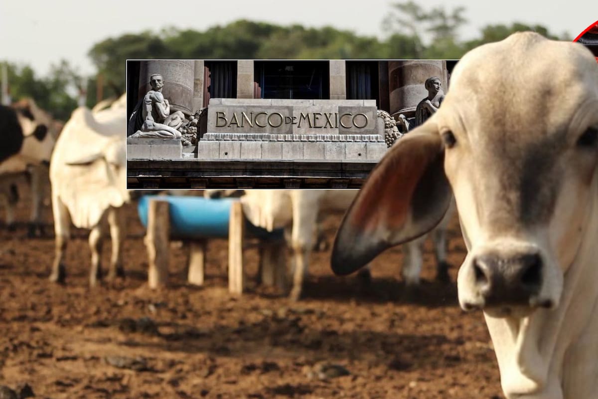 Ganaderos sacrifican ganado por sequía; Banxico advierte aumento de precios en carne de res