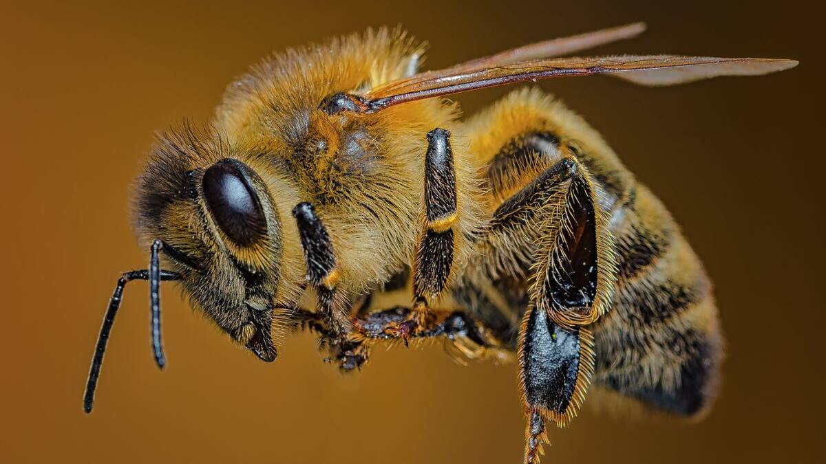 ¿Qué hacer si te pica una abeja? Especialistas explican cómo retirar el aguijón, reducir la inflamación y detectar síntomas que requieren atención médica