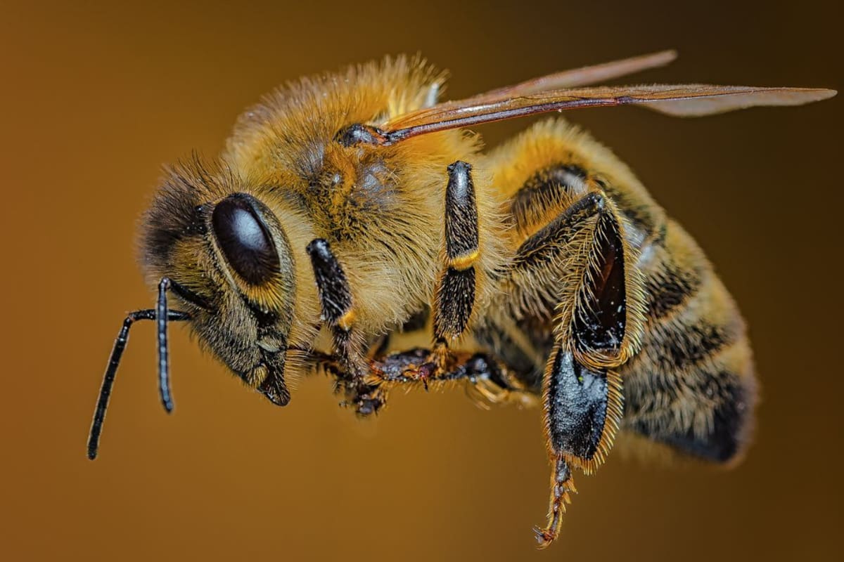 ¿Qué hacer si te pica una abeja? Especialistas explican cómo retirar el aguijón, reducir la inflamación y detectar síntomas que requieren atención médica
