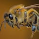 ¿Qué hacer si te pica una abeja? Especialistas explican cómo retirar el aguijón, reducir la inflamación y detectar síntomas que requieren atención médica