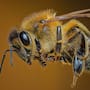 ¿Qué hacer si te pica una abeja? Especialistas explican cómo retirar el aguijón, reducir la inflamación y detectar síntomas que requieren atención médica