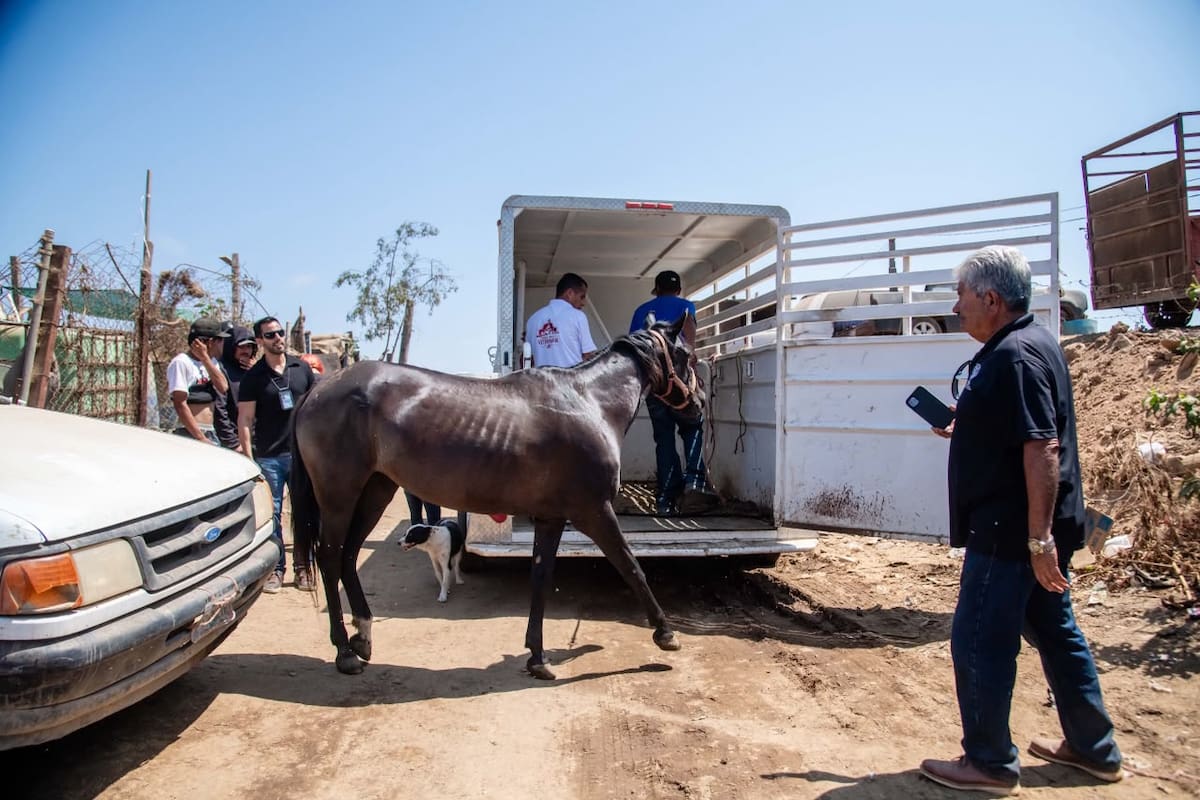 Rescatan dos caballos en estado crítico durante operativo por presunto maltrato animal en Playa Hermosa