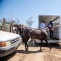 Rescatan dos caballos en estado crítico durante operativo por presunto maltrato animal en Playa Hermosa