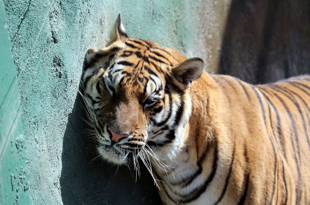 Tigre del Centro Ecológico de Sonora. Foto: Julián Ortega