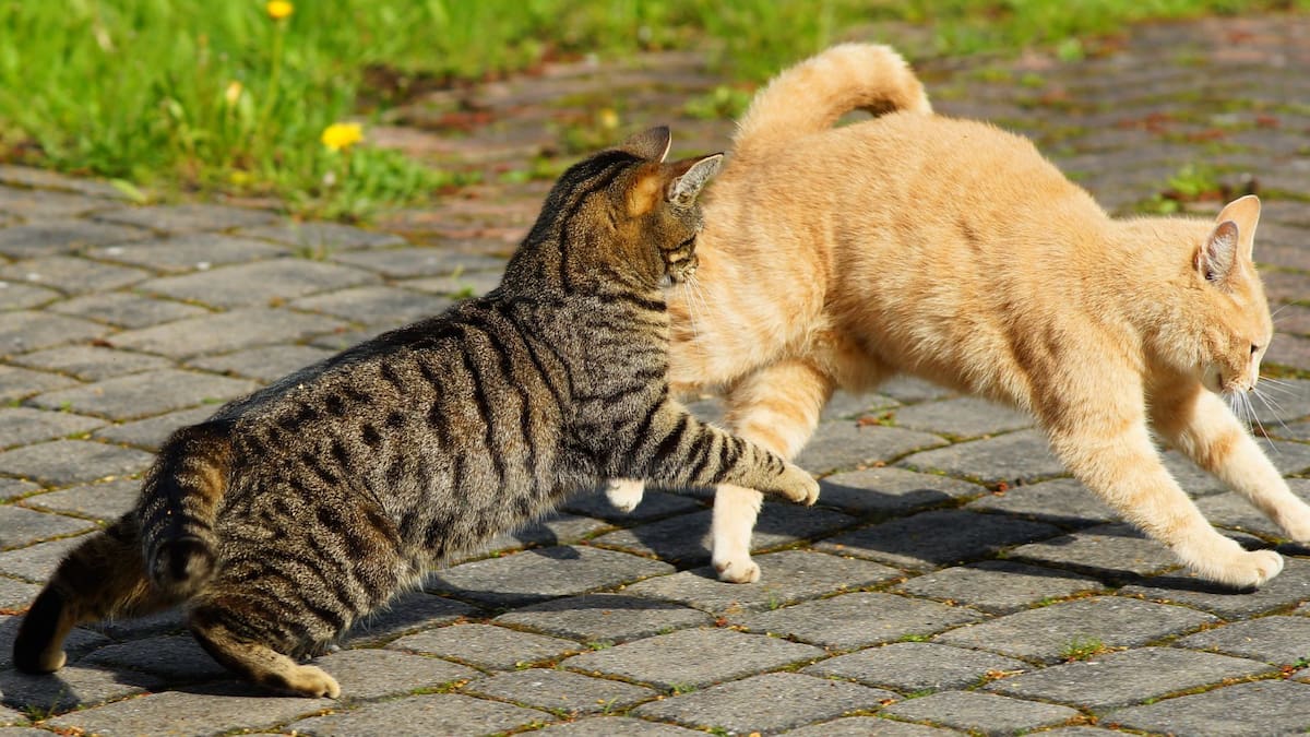 Los voluntarios apoyan en la alimentación, limpieza y cuidado diario de los gatos del refugio. Foto: Imagen ilustrativa