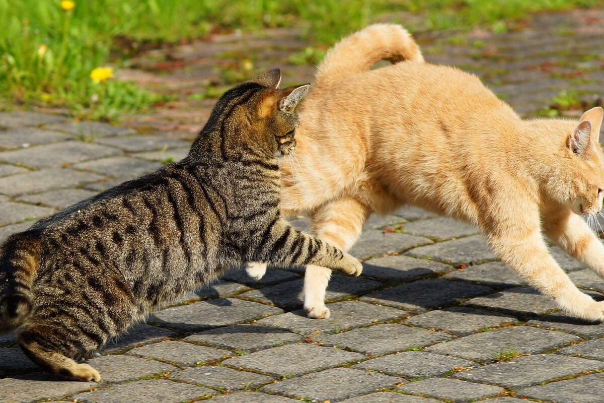 ¿Por qué los gatos que viven juntos se pelean? Esto dice un especialista
