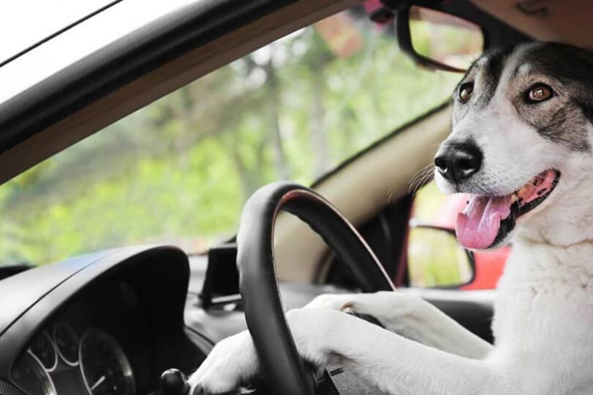 Hombre ebrio culpa a su perro para evitar multa de exceso de velocidad