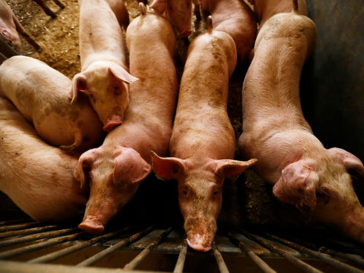 Organizaciones agrarias piden sacrificar 40 mil cerdos para contener peste porcina en Barcelona