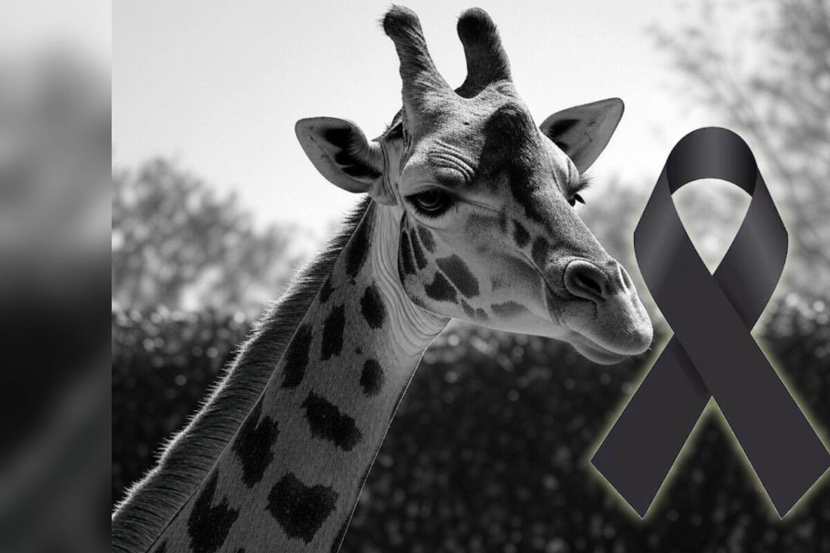 Jirafa de Culiacán estaba muerta no desaparecida, aclara director de Zoológico qué le pasó