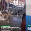 Hombre se vuelve viral por construirle a su husky una pequeña casa con aire acondicionado integrado