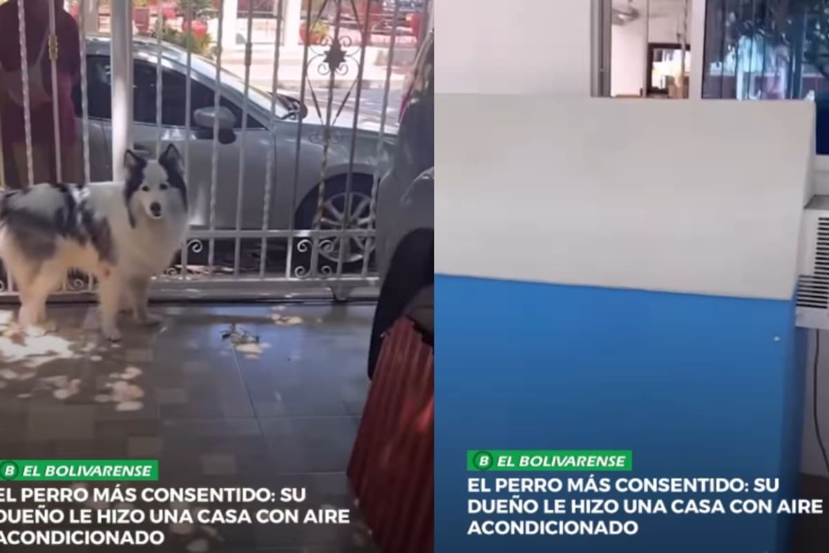 Hombre se vuelve viral por construirle a su husky una pequeña casa con aire acondicionado integrado