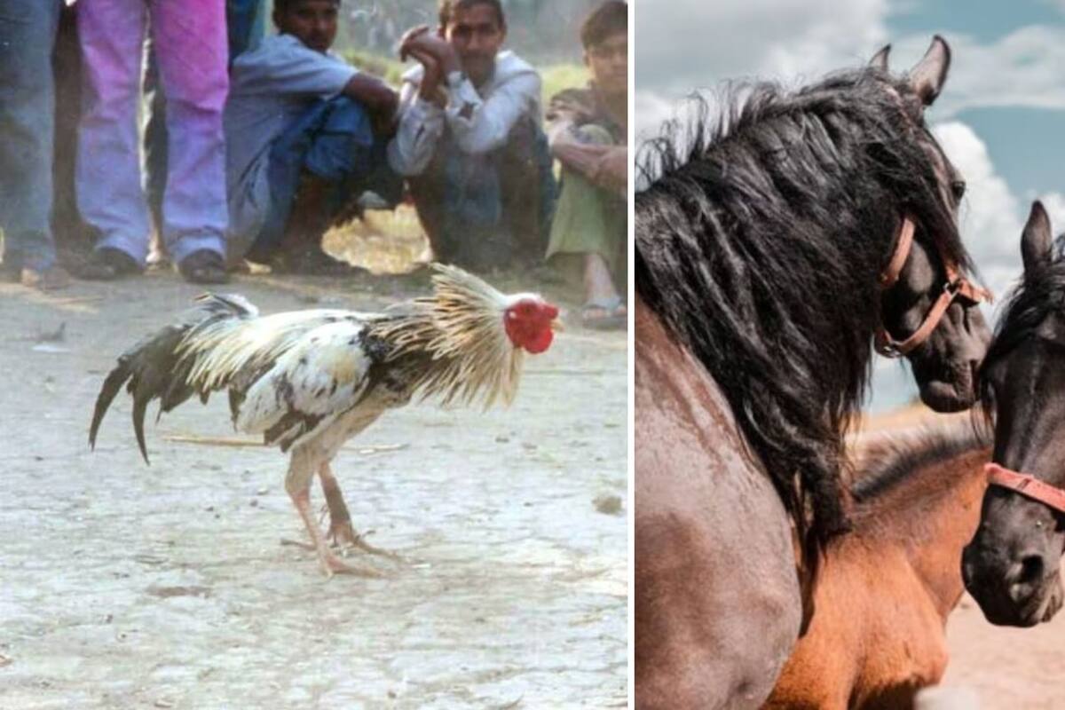 Prohíben temporalmente las peleas de gallos y carreras de caballos en Chiapas
