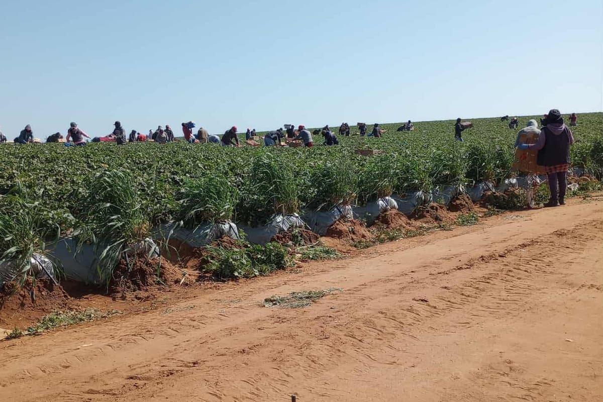 Jornaleros esperan pago justo de utilidades