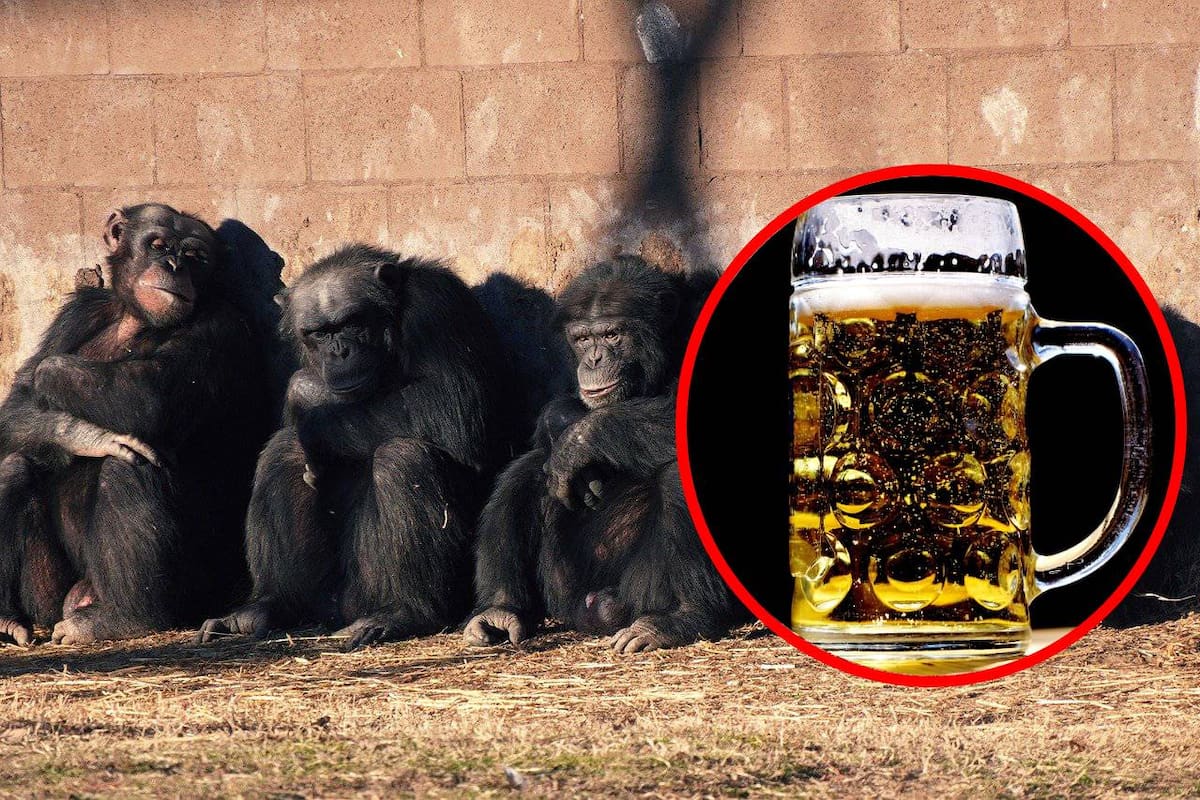 Chimpancés beben el equivalente a medio litro de cerveza al día, según un estudio científico