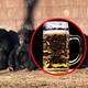Chimpancés beben el equivalente a medio litro de cerveza al día, según un estudio científico