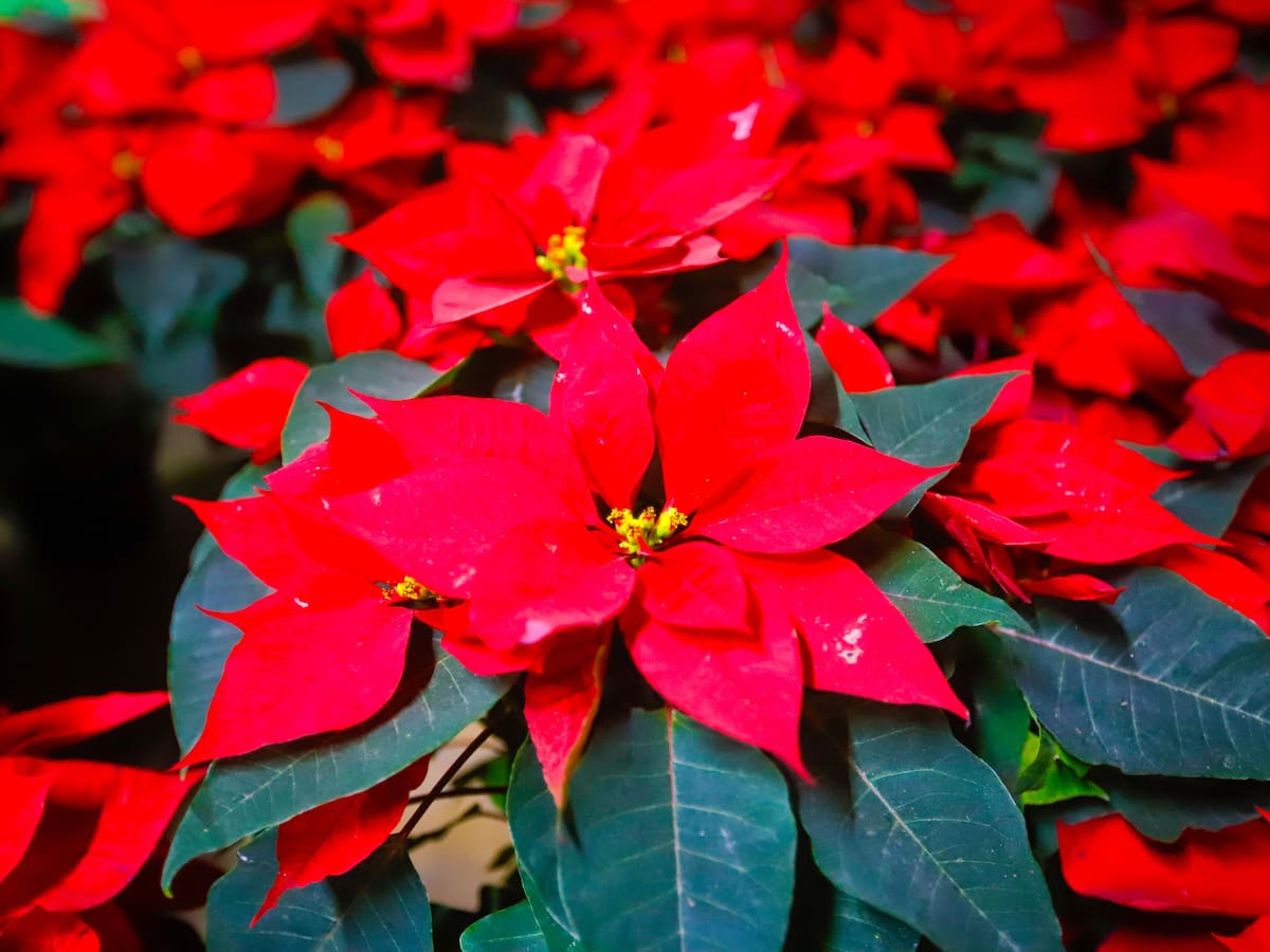 Foto: Juan J. Morales