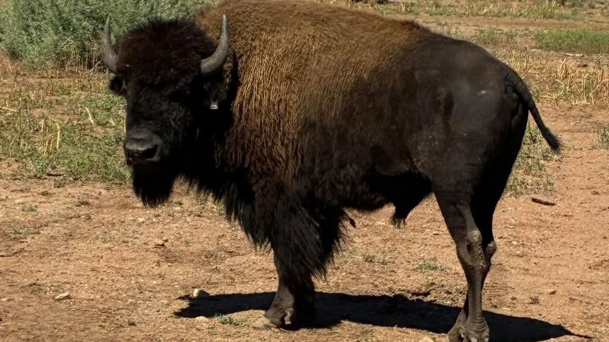 Liberan 44 bisontes americanos en el rancho San Bernardino de Agua Prieta tras más de 200 años de ausencia en Sonora