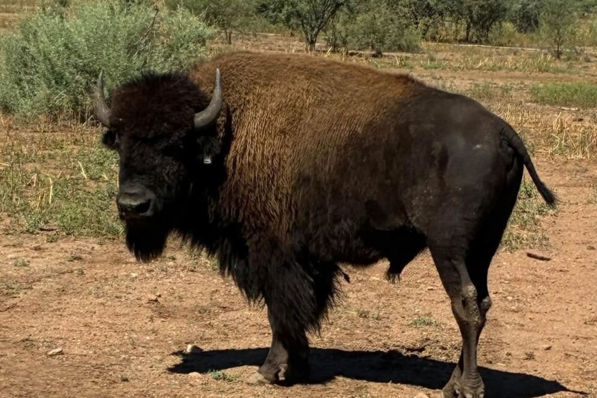 Liberan 44 bisontes americanos en el rancho San Bernardino de Agua Prieta tras más de 200 años de ausencia en Sonora