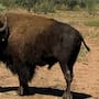 Liberan 44 bisontes americanos en el rancho San Bernardino de Agua Prieta tras más de 200 años de ausencia en Sonora