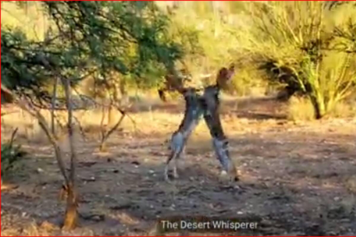 ¡Son como boxeadores!: Fotógrafo capta impactante pelea entre dos liebres