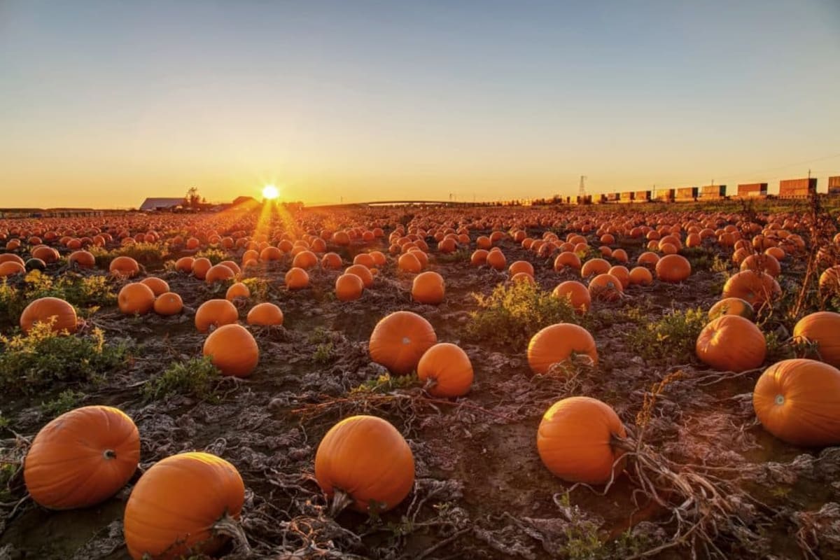 El otoño sabe a calabaza, conoce Bates Nut Farm al Norte de San Diego