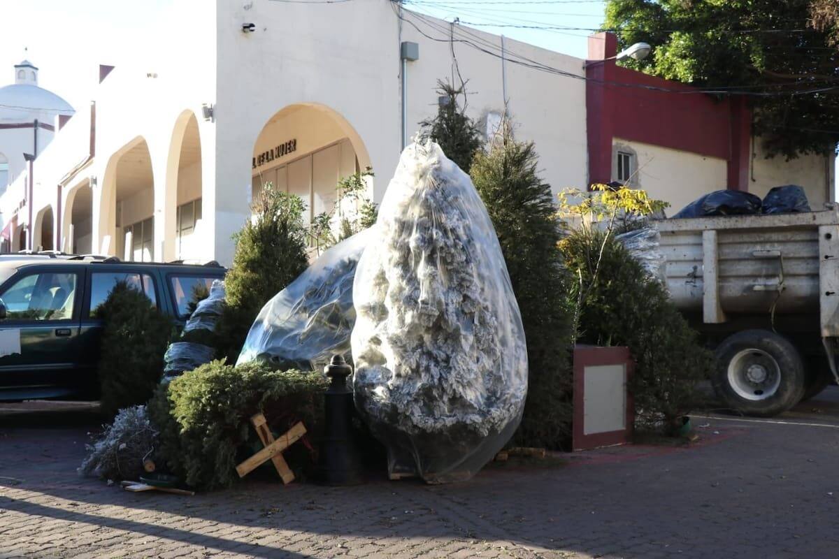 Preparan recolección de árboles navideños