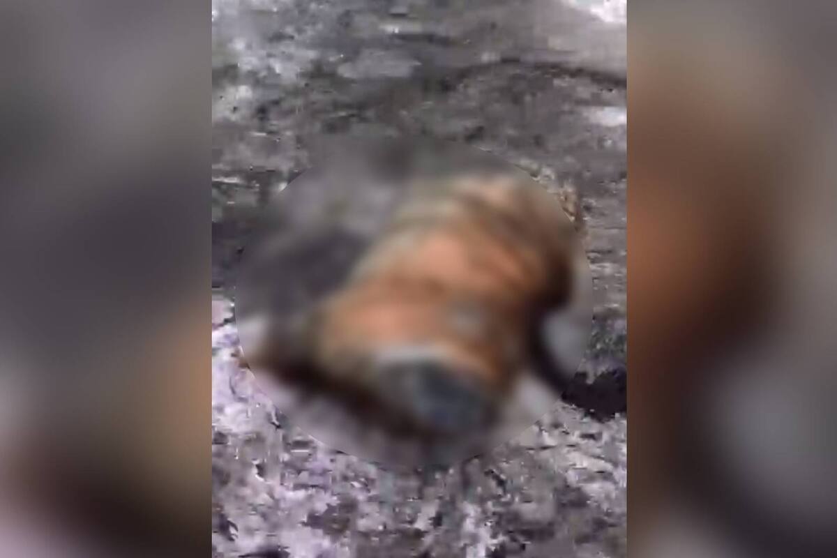 Video: Aparece tigre decapitado en cascada de Valle de Bravo