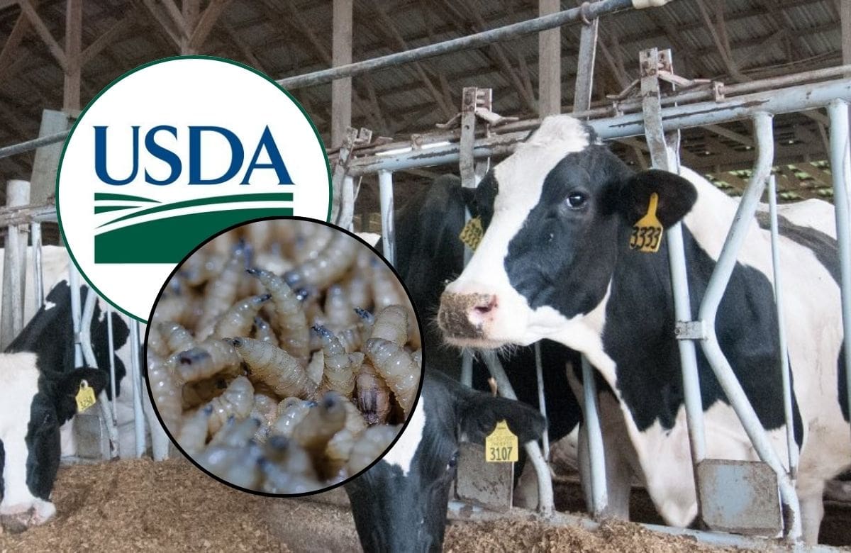La plaga representa un riesgo para el ganado y las mascotas, por lo que se reforzaron inspecciones, trampas y controles sanitarios en la región. Crédito: USDA