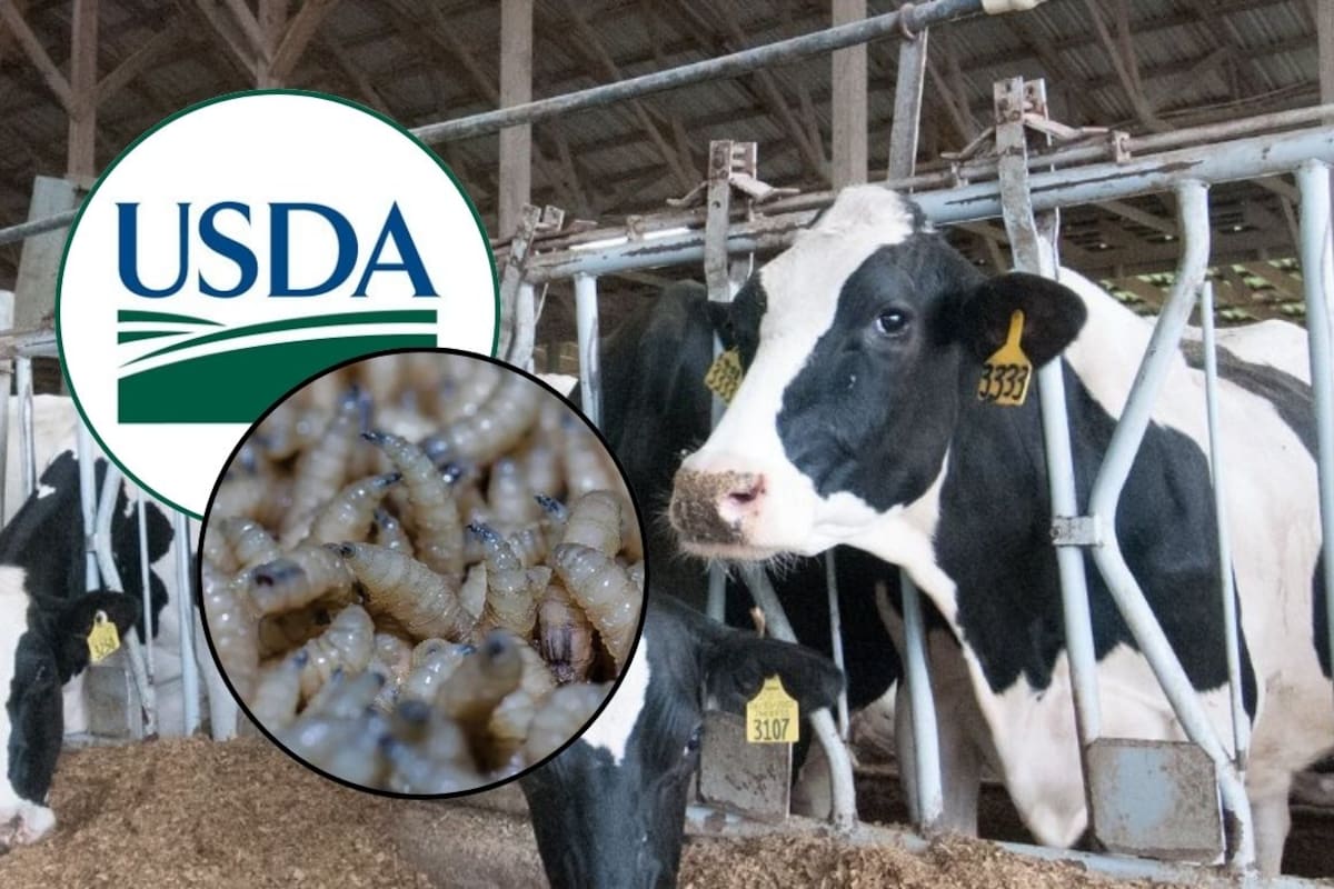 ¿Qué está pasando en Texas? Investigación en curso por posible caso de gusano barrenador en ganado; autoridades de Estados Unidos esperan resultados de laboratorio en Iowa