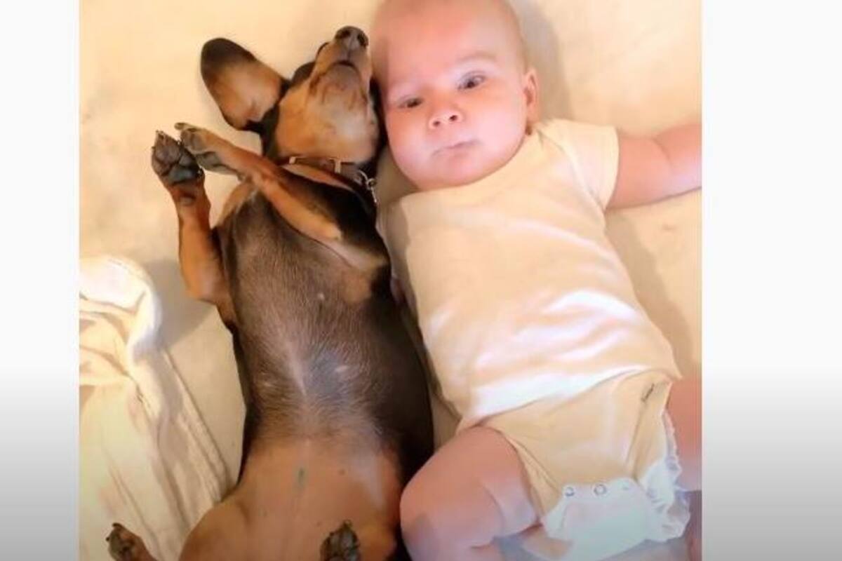 Así es como reacciona este perro al convivir con un bebé