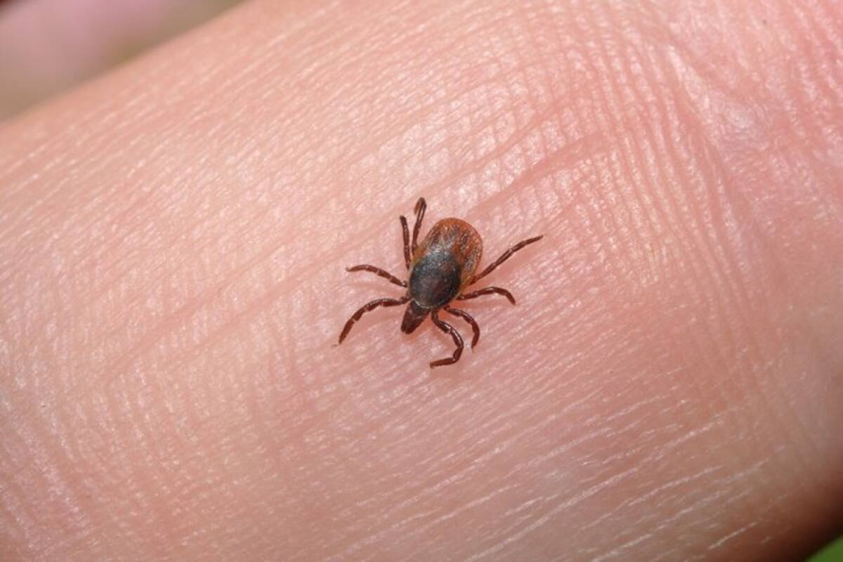 ¿Qué es y cómo se transmite la rickettsia?