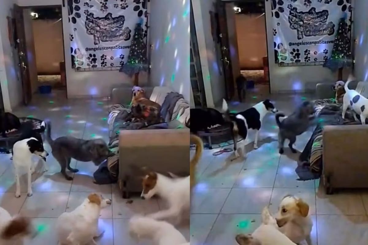 VIDEO: Perritos bailan al ritmo de Rammstein