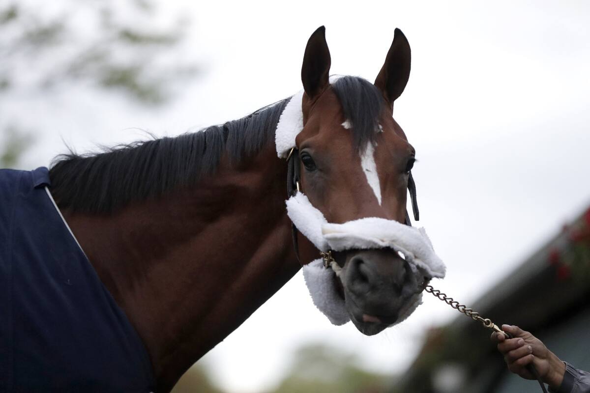 El caballo Máxima Seguridad llega al granero de Jason Servis