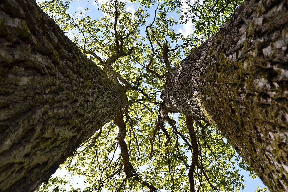 Experimento con árboles centenarios da esperanza contra el cambio climático